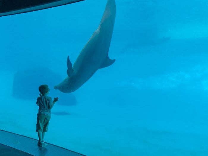 Encounter with dolphin in "Dolphin Bay"