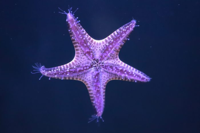 Sea star