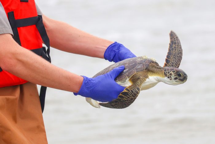 Rescued green sea turtle being released back into its natural habitat
