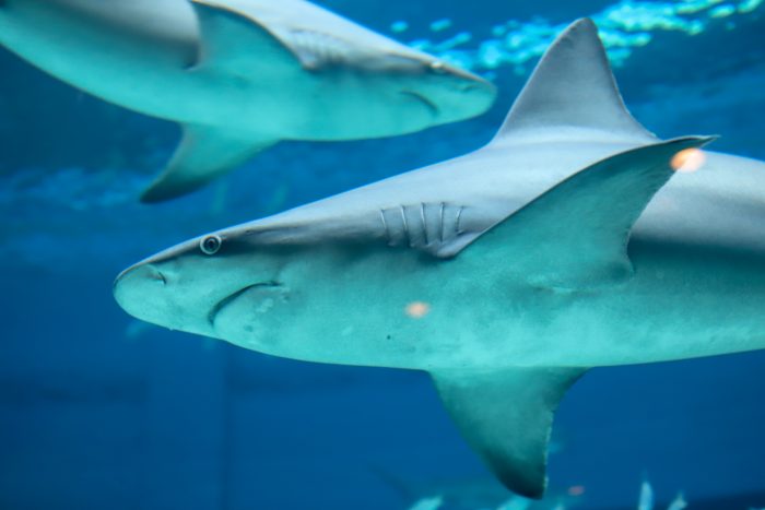 Sandbar sharks