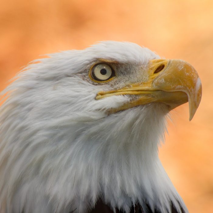Grace the bald eagle