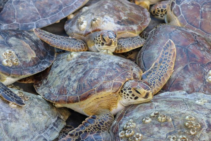 Rescued green sea turtles before release into their natural habitat
