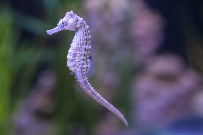 Lined seahorse