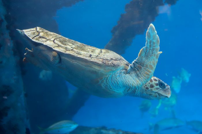 Tiki the loggerhead sea turtle in Islands of Steel