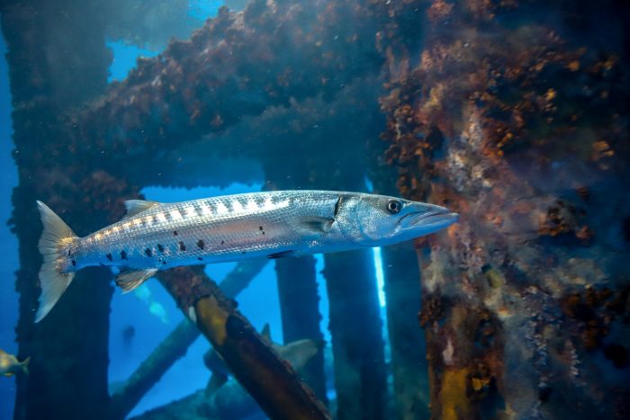 Barracuda in Islands of Steel