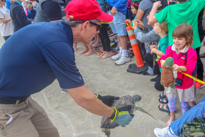 Public release of rescued sea turtles