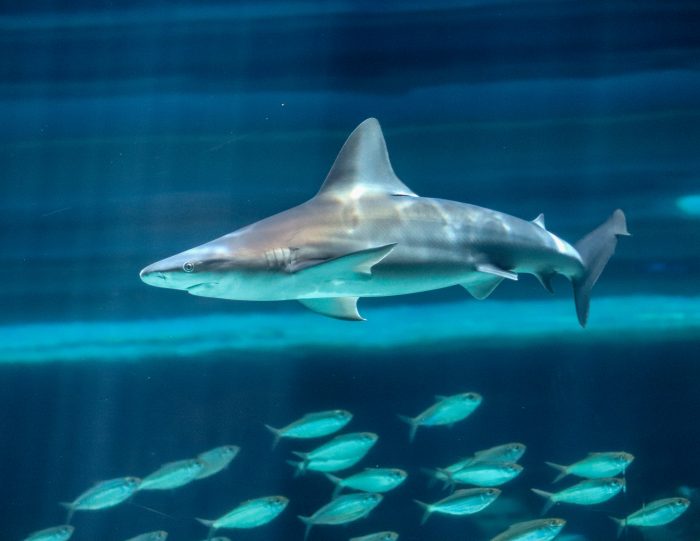 Sandbar shark