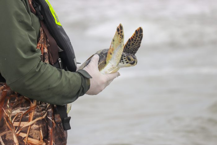 Rescued green sea turtle being released
