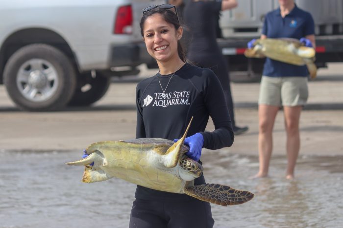 Release of rescued green sea turtle