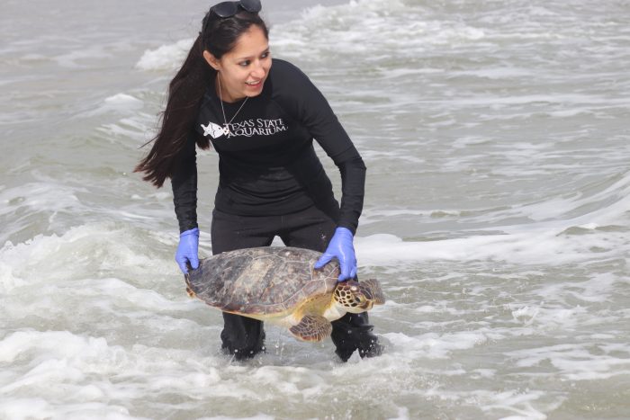 Release of rescued green sea turtle