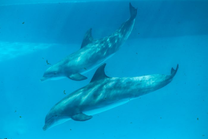 Bottlenose dolphins