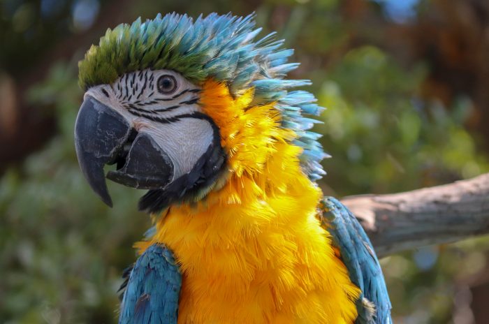 Macaw in Caribbean Journey