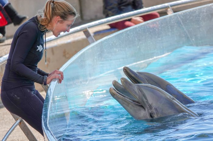 Dolphin Bay trainer interacts with dolphins during "DOLPHINS!" presentation