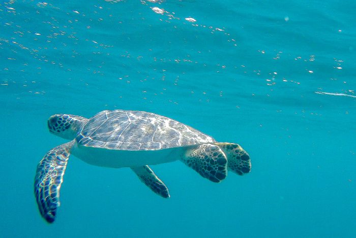 Rescued Sea Turtle after release