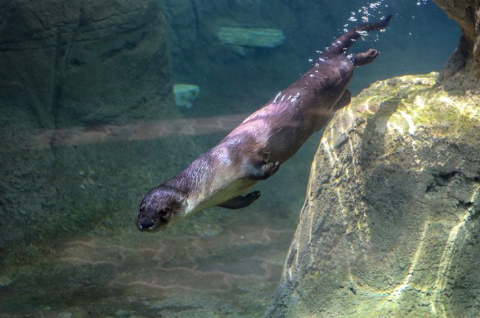 Diving otter