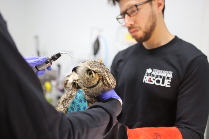 Wildlife Rescue staff observe great horned owl