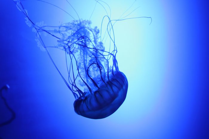 Pacific sea nettle