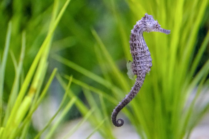 Lined seahorse