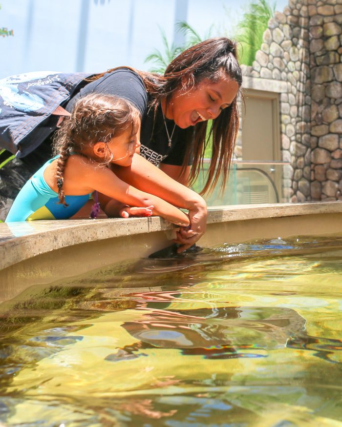 Stingray touch pool in Caribbean jungle