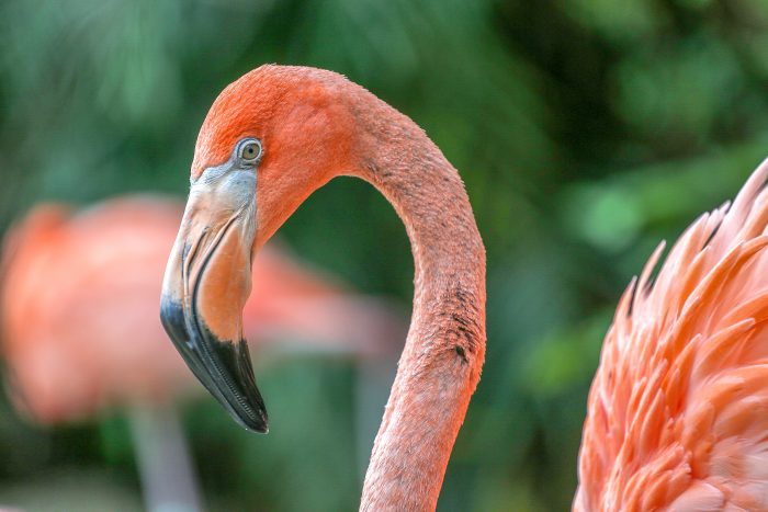 Caribbean flamingo