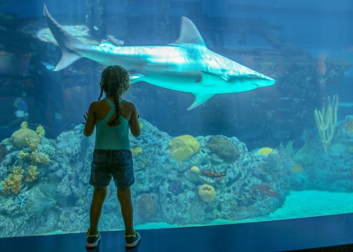 Guest observes sharks in H-E-B Caribbean Sea