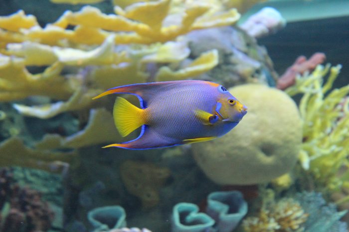 Queen angelfish