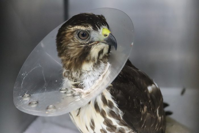 Rescued hawk in Wildlife Rescue