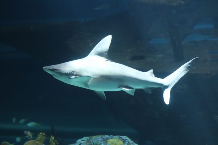 Sandbar sharks