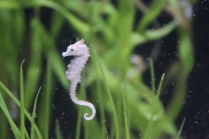 Dwarf seahorse
