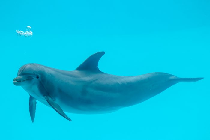 Atlantic bottlenose dolphin