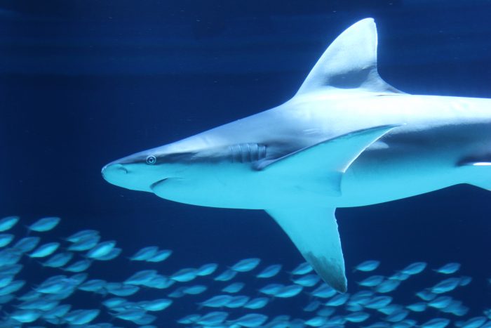 Texas-State-Aquarium_Sandbar-Shark