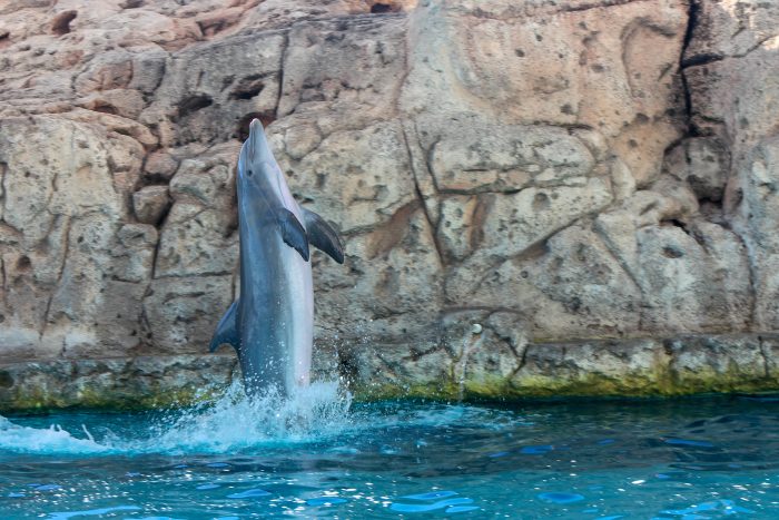 Dolphin exhibits behavior during "DOLPHINS!" presentation