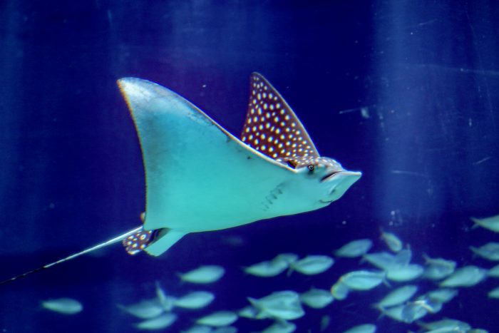 Spotted Eagle Ray