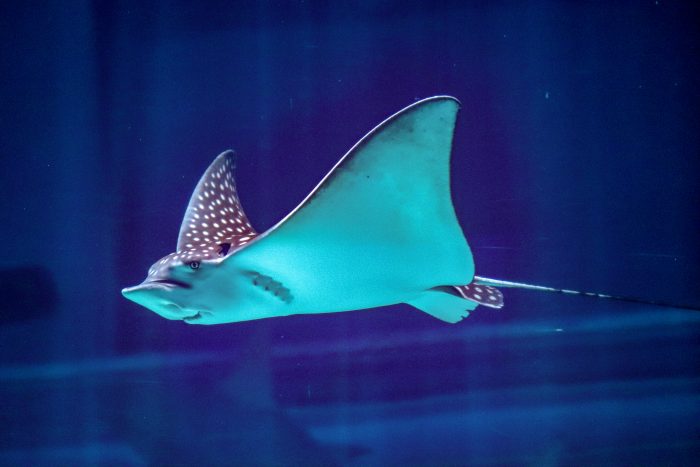 Spotted Eagle Ray