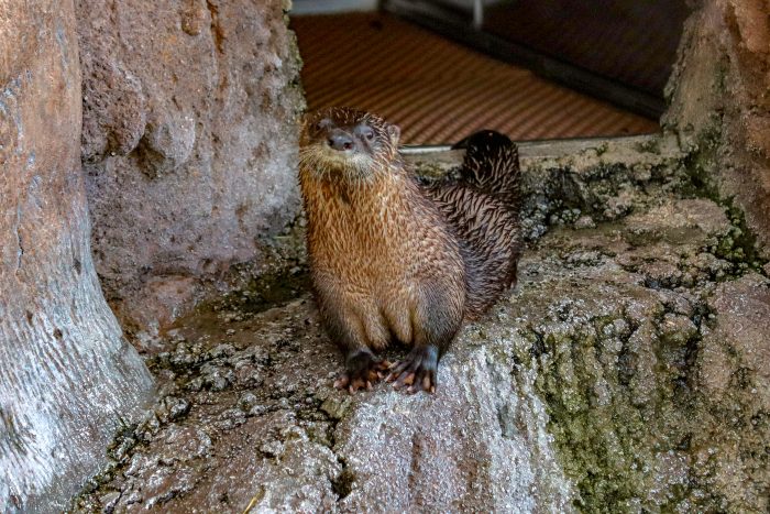 North American river otter