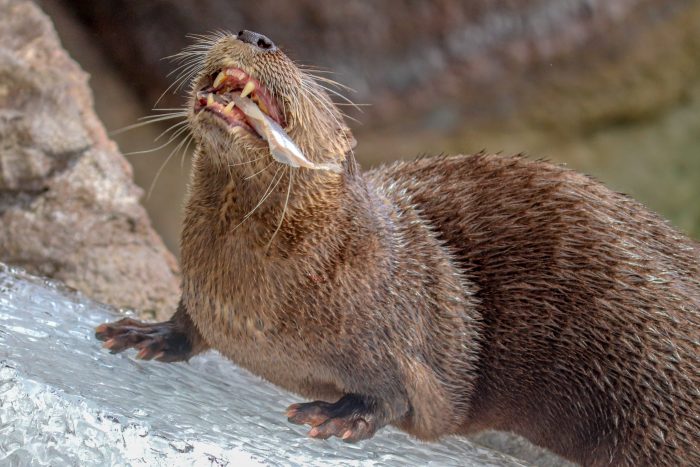 River otter during feeding session