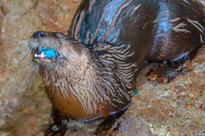 River otter eats gelatin during enrichment session