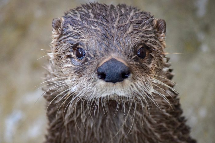 Merlin the North American river otter