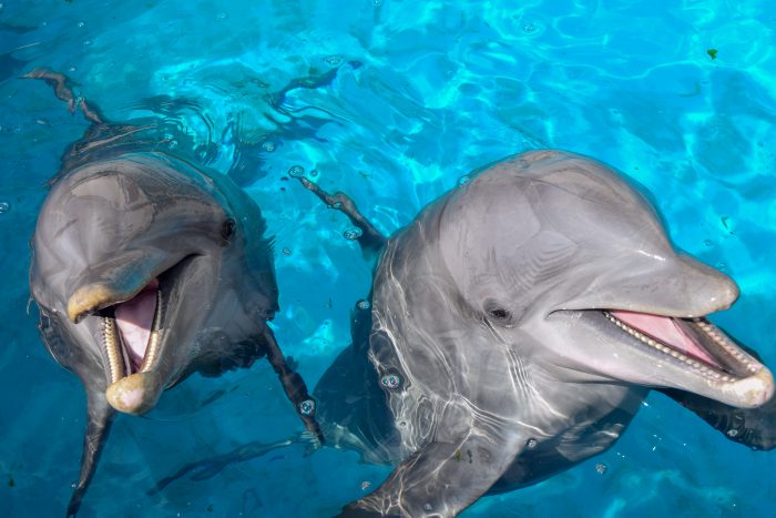 Bottlenose dolphins