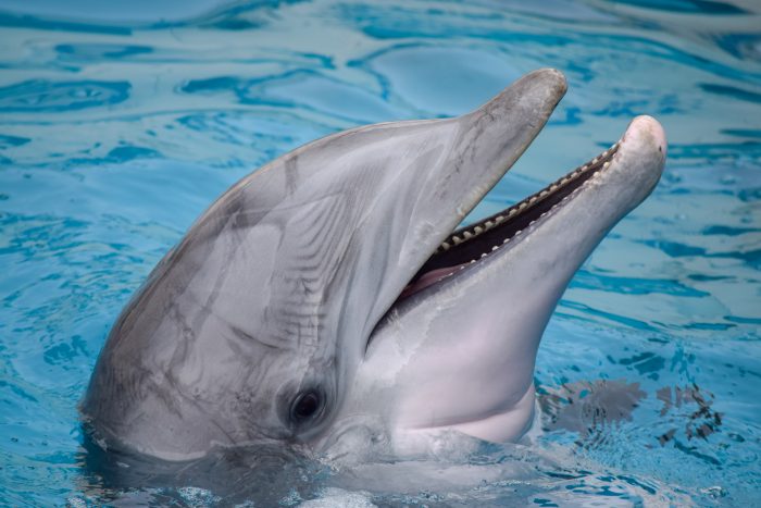 Bottlenose dolphin