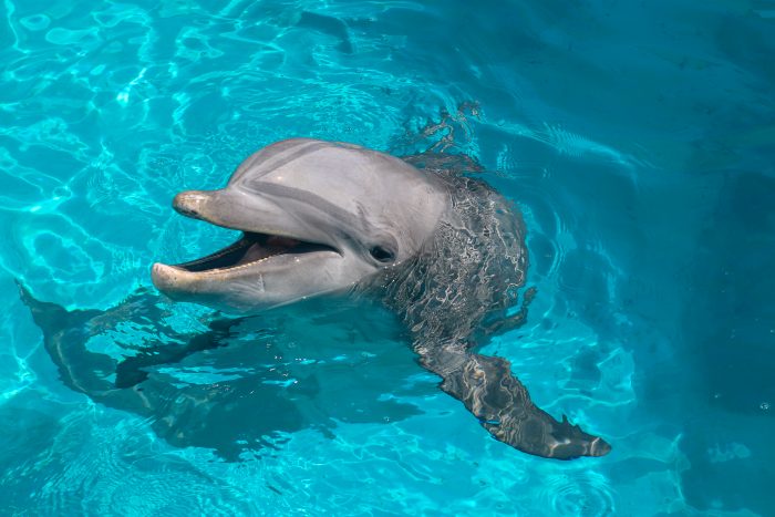 Bottlenose dolphin