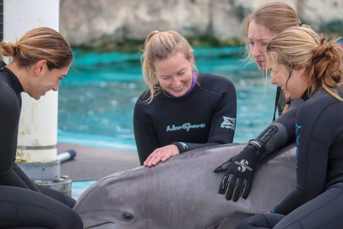Staff care for dolphin during routine medical examination