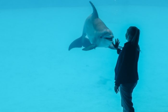 Dolphin Bay trainer during underwater presentation