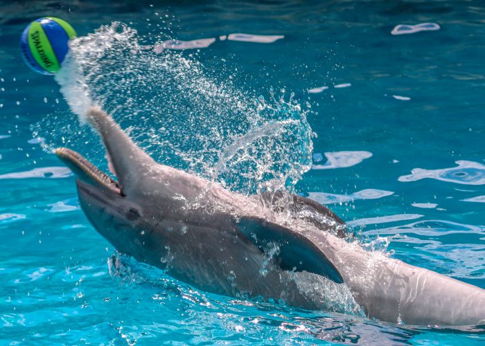 Dolphin interacts with Environmental Enrichment Device
