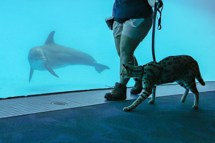 Dolphin interacts with African serval for enrichment