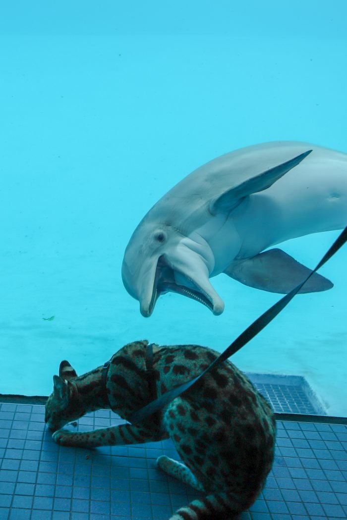 Dolphin interacts with African serval for enrichment