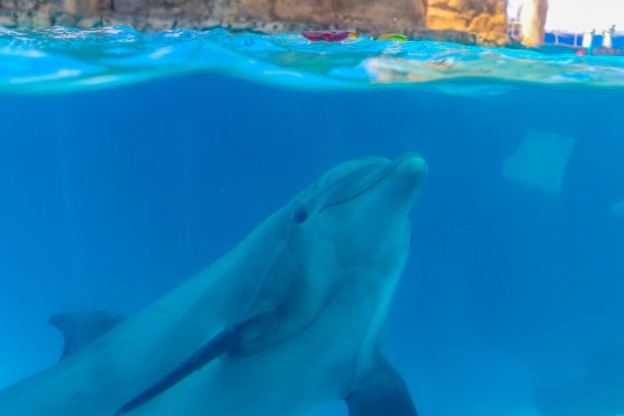 Dolphin with enrichment ice "cake"