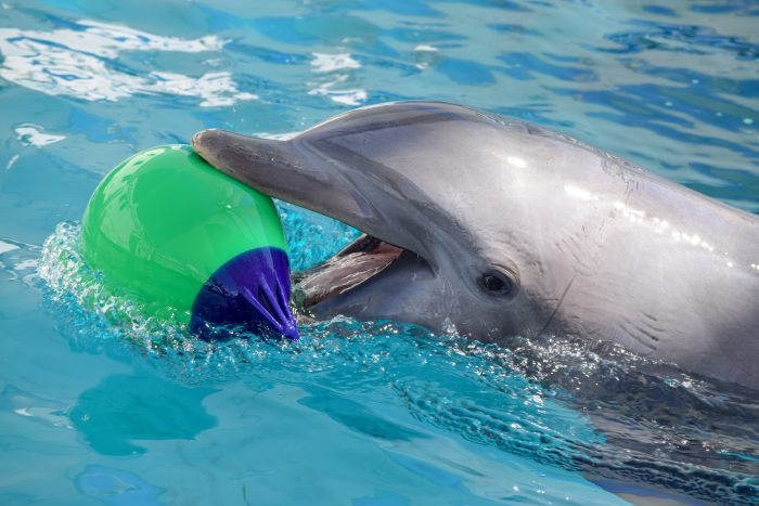 Dolphin with Environmental Enrichment Device