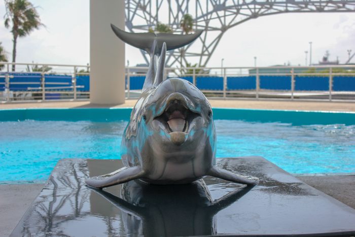 Kai the bottlenose dolphin being weighed on scale