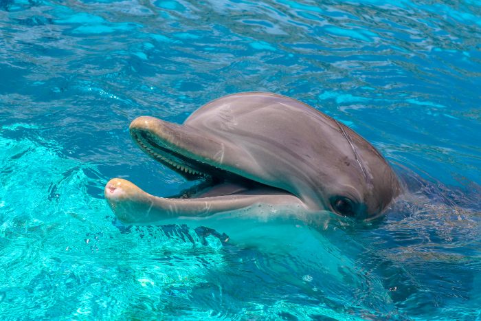 Bottlenose dolphin